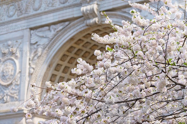 USA, New York, New York City. Close up of blooming trees in Washington Square Park.