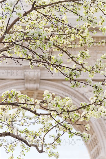 USA, New York, New York City. Close up of blooming trees in Washington Square Park.