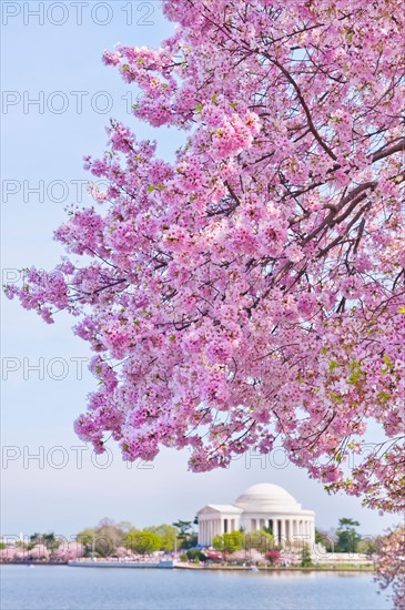 USA, Washington DC. Cherry tree in blossom with Jefferson Memorial in background.