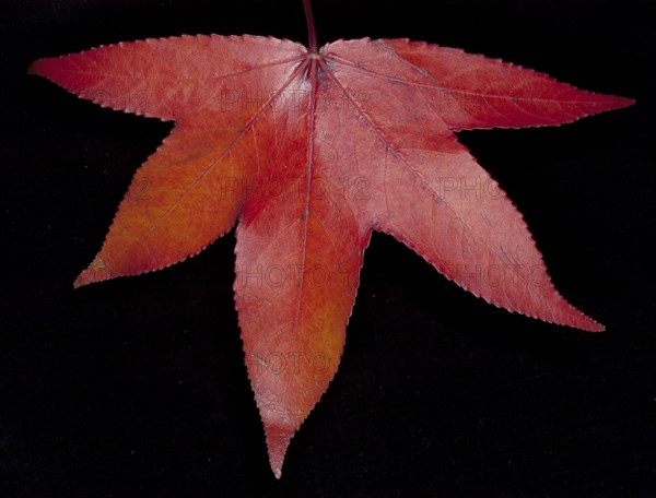 Close-up studio shot of red leaf. 
Photo: Calysta Images