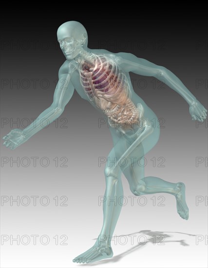 Digitally generated image of running human representation with inner human organs visible. 
Photo : Calysta Images