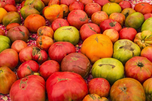 Heap of heirloom tomatoes.