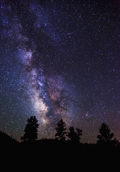 Milky Way and silhouetted trees.