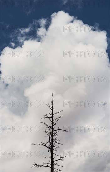 Dead tree against cloudy sky.