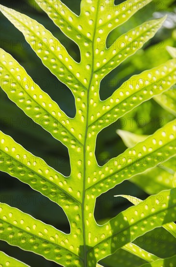 Close up of leaf. Photo : Jamie Grill