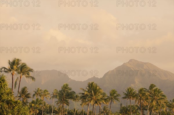 Landscape with palm trees. Photo: Jamie Grill