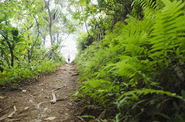 Kalalau Trail, Path in forest. Photo: Jamie Grill