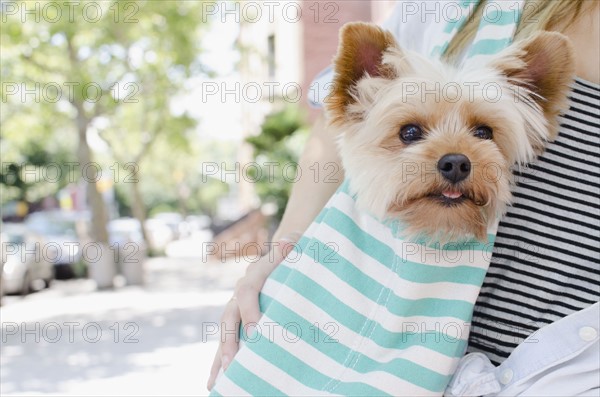 Woman carrying Yorkshire terrier. Photo : Jamie Grill