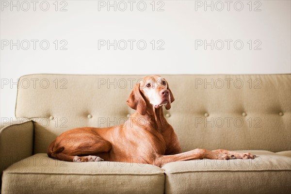 Dog on couch. Photo: Jessica Peterson