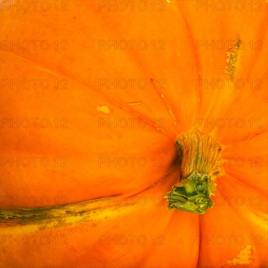 Detail of pumpkin.