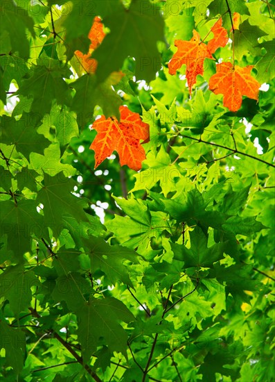 Camden, Brown leaves in green tree.