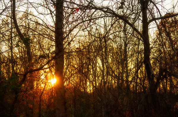 Autumn forest.