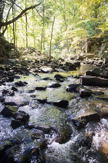 Stream in forest. Photo: Jamie Grill