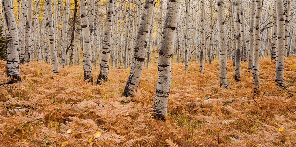 Aspen forest in autumn. Photo: Mike Kemp