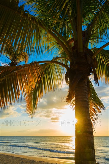 Palm tree on beach at sunset. Jamaica.