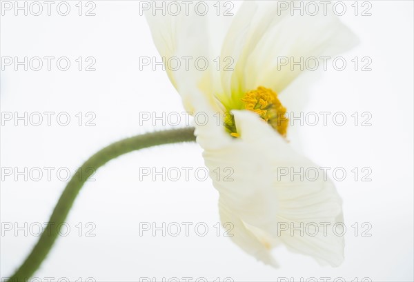 Studio Shot of white poppy