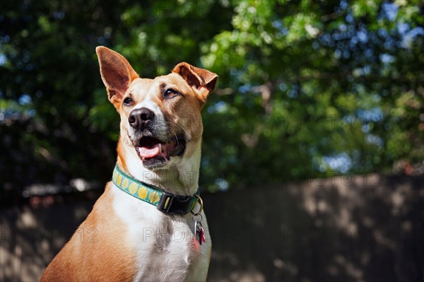 Portrait of dog