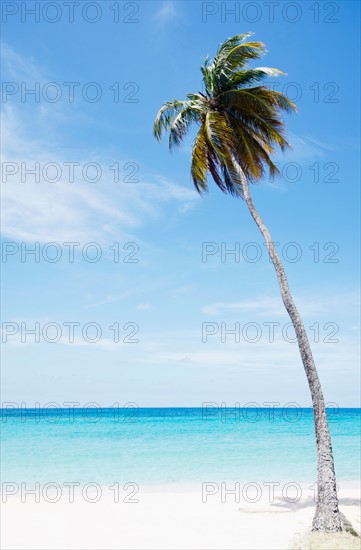 Palm tree on beach