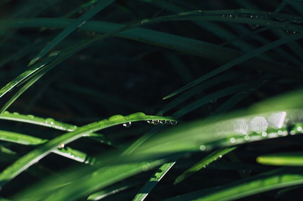 Raindrops on blade of grass.
Photo : Kristin Lee