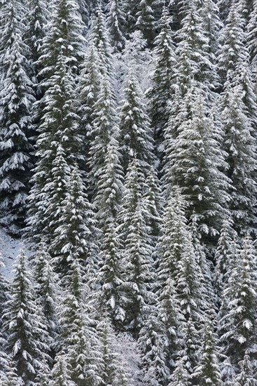 Elevated view of forest at winter.
Photo : Gary Weathers