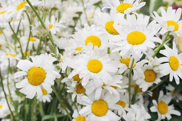 Close up of white flowers