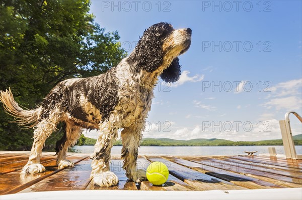 Wet dog standing with ball on jetty