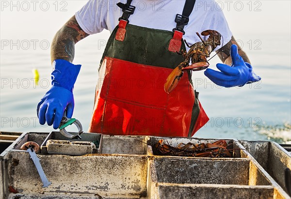 Fisherman throwing lobster