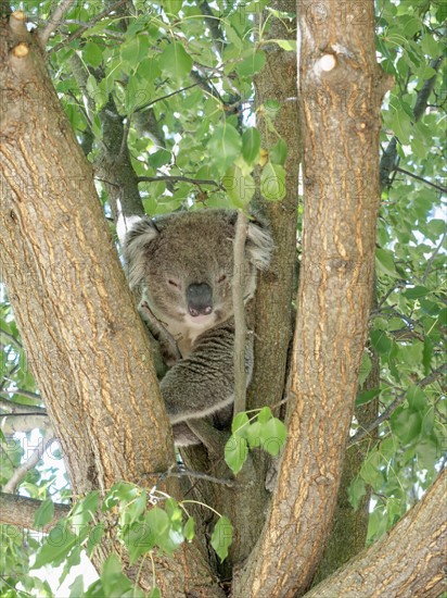 Koala (Phascolarctos cinereus) sleeping on tree