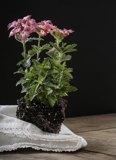 Verbena flowers without pot.