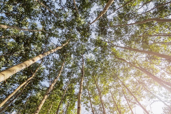 Aspen trees in forest