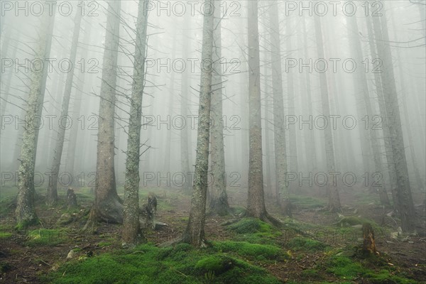 Forest trees in fog