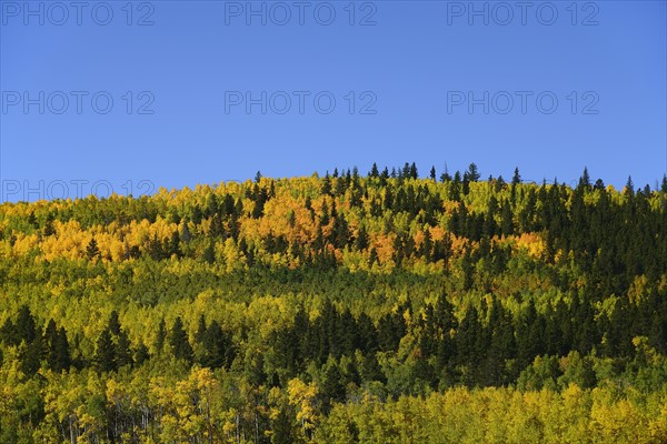 USA, Colorado, Scenic view of Kenosha Pass