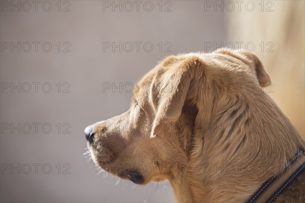 Brown dog looking away