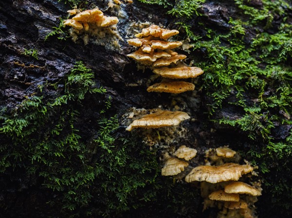 Rocks overgrown by funguses and moss