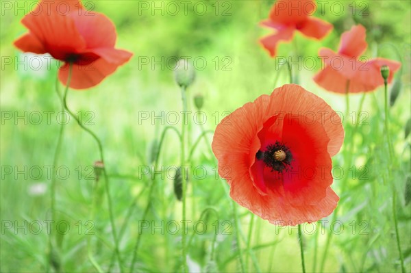 Poppies in meadow