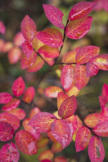 Colorful autumn leaves