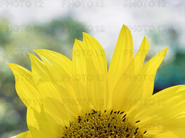 Close-up of sunflower (Helianthus) in bloom