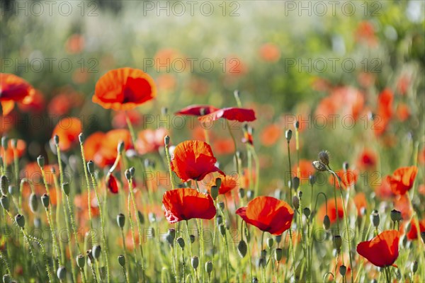 Red poppy field