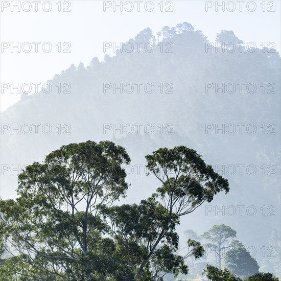 Trees in mist in Carmel-by-the-Sea, California, USA