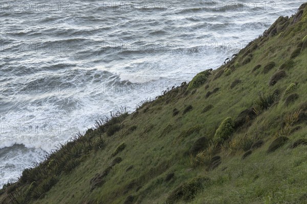 Grassy hill by sea on Nugget Point in Otago, New Zealand