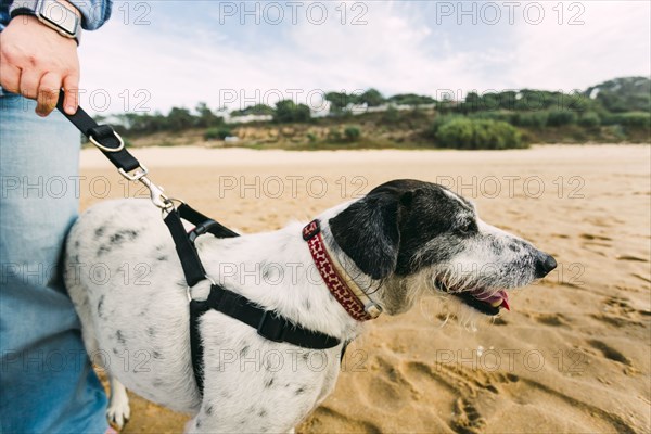 Woman walking her dog on beach