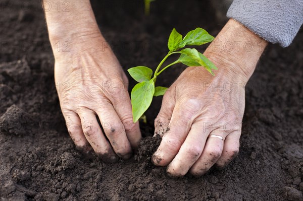 Hands of senior man planting