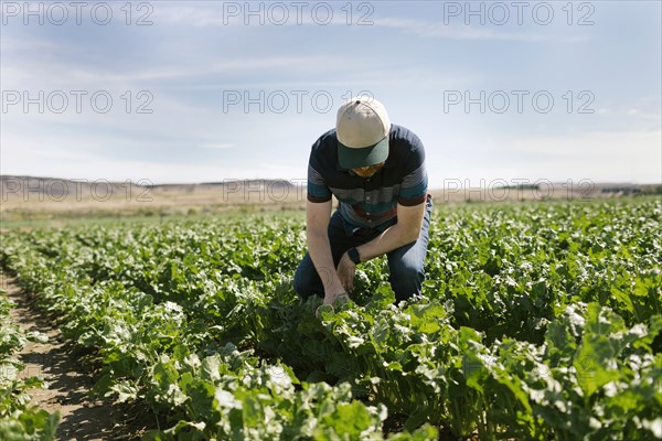 Man crouching in crop field