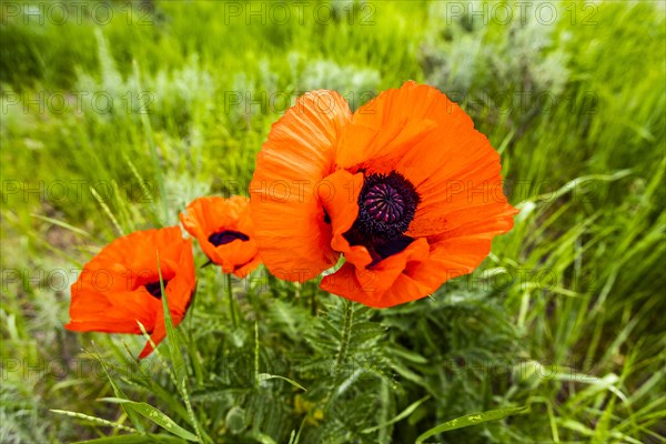 Red poppies