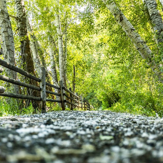 Path through lush forest