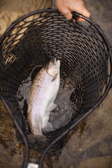 Man catching trout in fishing net