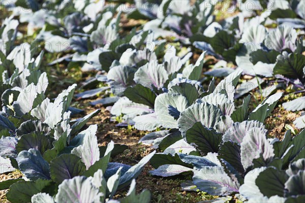 Cabbage crop