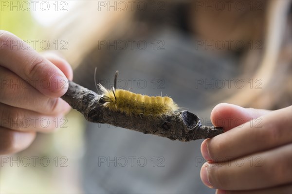 Girl holding stick with caterpillar