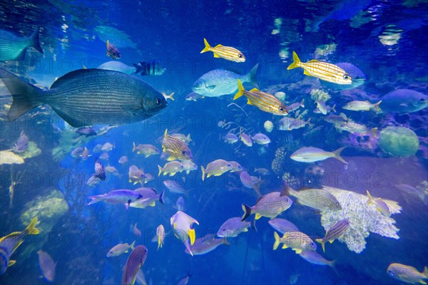 School of fish underwater