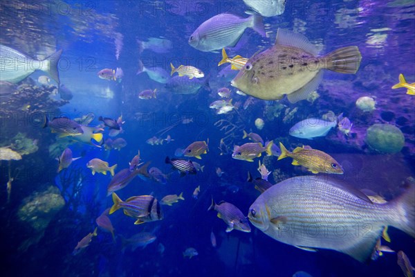 School of fish underwater